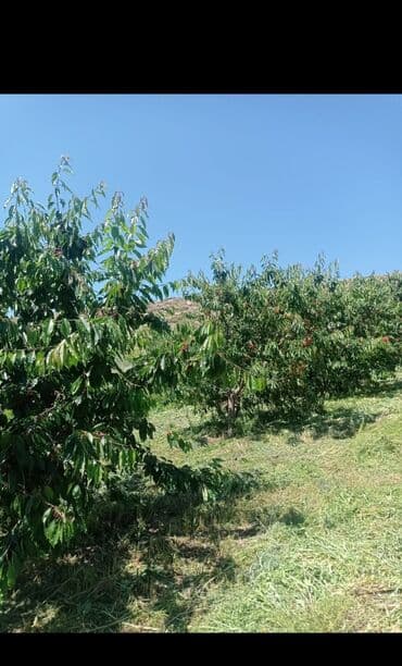 меняю на скот: Продается действующий бизнес кашар вместе с садом для разведения скота — 15