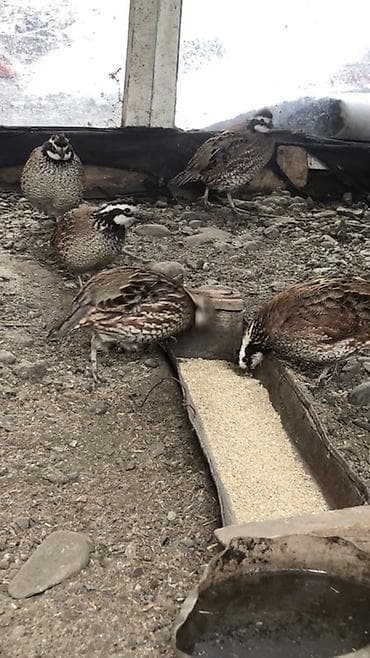 корм для перепелки: Продаю | Куры | На забой, Для разведения, Для боев — 3