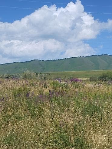 черный мед цена бишкек: Мёд натуральный, горный, свежего откачивания. Описание: - — 7