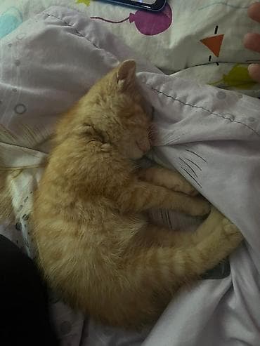 scottish fold: 5 месяцев, Мальчик, Рыжий, Приучена к лотку — 3