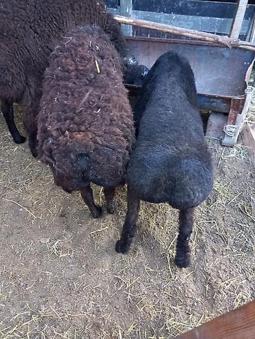 кальций для животных: Продаю | Баран (самец) | Романовская | Для разведения — 1