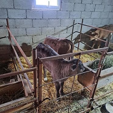 коровы животные: Продаю | Музоо, торпок | Швицкая | Для разведения, Для молока | Племенные, Искусственник — 1