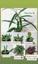 продажа комнатных цветов: РАСПРОДАЖА 🔥🔥🔥🔥 Продаю комнатные растения, цветы . Цены Разные❗🪴 — 3