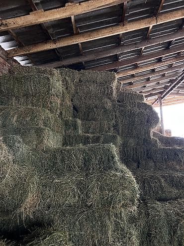 продаю кукуруз: Люцерна (кострат) тюк — 4