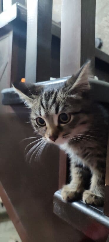 сколько стоит собака ротвейлер: Кошка даром: Беспородная, 5 месяцев, Мальчик, Приучена к лотку, Проглистована — 3