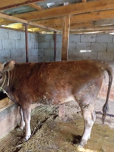 коровы симентал: Продаю | Тёлка | Для разведения | Нетель — 1