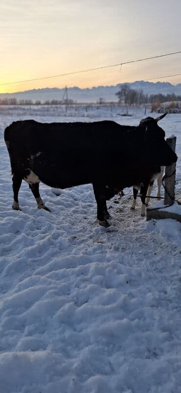 Продаю | Корова (самка) | Полукровка | Для молока | Привязанные