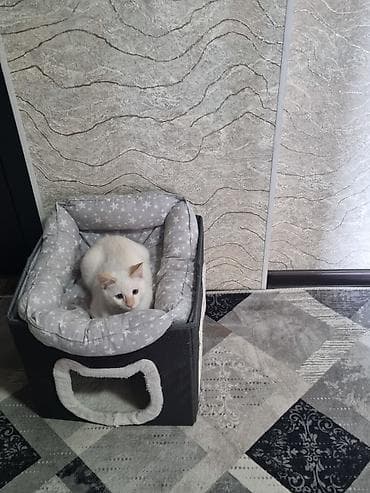 отдам даром котенка бишкек: Отдам даром в хорошии руки 5 месяцев котенку, смешанная порода, не — 1