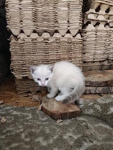кошка белая: Кошка даром: Беспородная, Девочка — 2