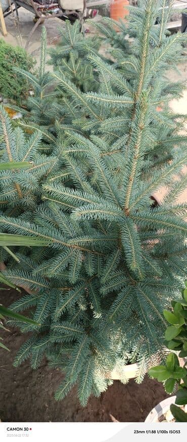 продажа рассады: Көчөттөр гүлдүн — 4