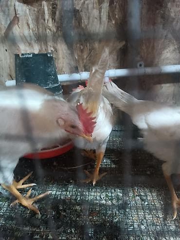 циплята несушки: Продаю | Куры | Леггорн | Для разведения — 4