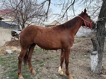 петух дакан: Продаю | Жеребец | Рабочий — 3
