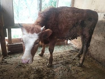 тай байтал: Продаю | Музоо, торпок | На откорм | Привязанные — 3