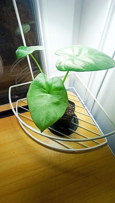 фикус для офиса: Набор комнатных растений в горшках: каменная роза 100 сом. бамбук — 8