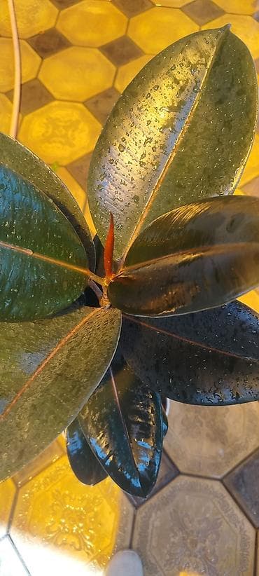 Молочай Миля (Euphorbia milii) в горшке - Компактный куст с — 6