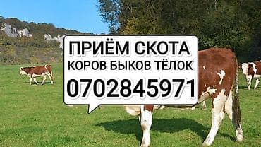 Колбасный цех, Частное лицо : Коровы, быки, Лошади, кони, Другие с/х животные, | Любое состояние, Откормленные, Забитый