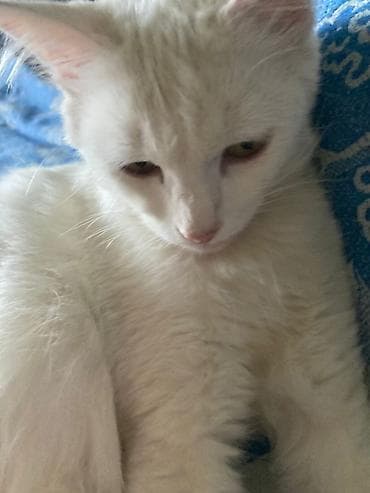кокон ээр: Ангорская, 10 месяцев, Девочка, Белый, Приучена к лотку — 8