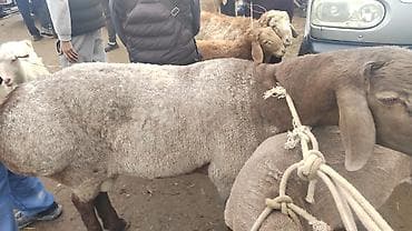 бык кара балта: Продаю | Баран (самец) | Эдильбаевская | Для разведения | Племенные — 4