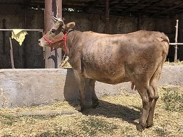 коровы молочные: Продаю | Корова (самка) | Для молока — 4
