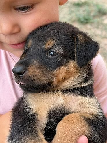 Собаки: 1 месяц, Самец — 4