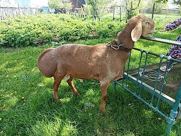 тайские кошки: Продаю | Баран (самец) | Для разведения — 3
