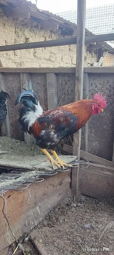 несушек: Продаю | Петух | Для разведения — 3