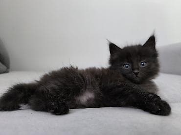я ищу котёнка: Кошка даром: Беспородная, 2 месяца, Девочка — 5