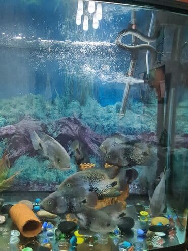 норные собаки: Продаю Радужную цихлазомы 15-25 см цена 400сом — 5