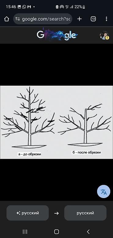 стрижка кустов цена: Услуга: профессиональная обрезка садовых деревьев и формировка кроны — 3