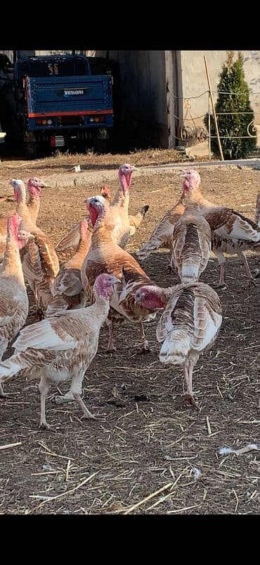 дойних коров: Продается — 3