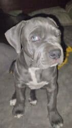 акустические системы tronsmart колонка в виде собак: Продаются щенки кубинского питбуль терьера, две девочки 05.09.25г.р. — 1