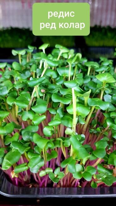превосходный сорт яблок: Продается вкусная красивая и очень полезная микрозелень в большом — 5