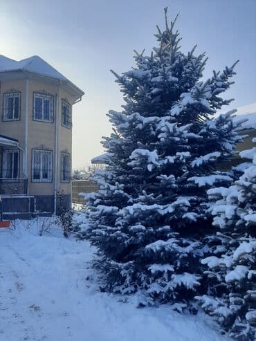 фикус али: Ёлки голубые 7штот 3мтр,до 5мтр — 5