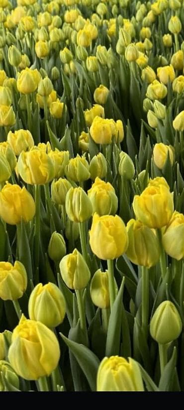 корзина для овощей: Тюльпаны с собственной теплицы - Срезанные свежие тюльпаны прямого — 5