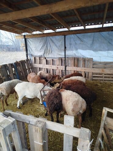 коровы молочной породы купить: Продаю | Овца (самка) | Полукровка | Для разведения | Матка — 2