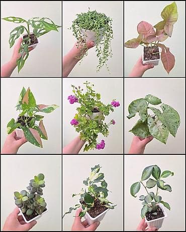 лещь: 🌿 Комнатные растения/цветы (укоренённые черенки/молодые — 1
