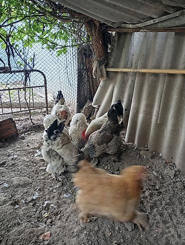 продам курей: Продаются 8 куриц и 3 петуха.находятся в городе Кант — 4