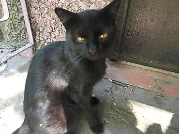 black cat: Черный котик с короткой гладкой шерстью. Дворовой, но может жить и — 1