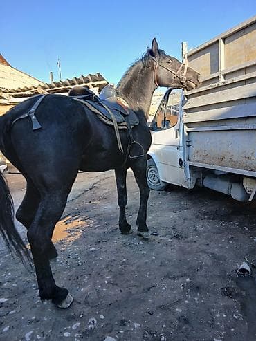 Аквариумдар: Сатам | Байтал | Аргын, Першерон — 4