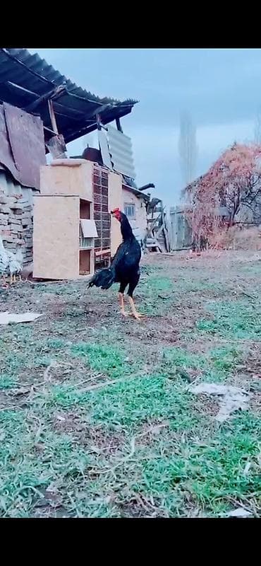 черная брама: Продаю майский жожик — 6