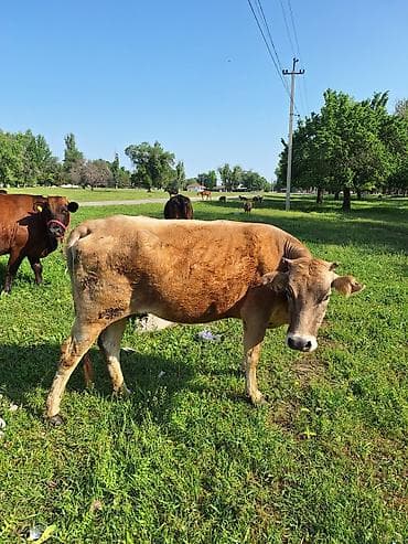 осеменение коров: Продаю | Корова (самка) | Для разведения | Стельные — 3