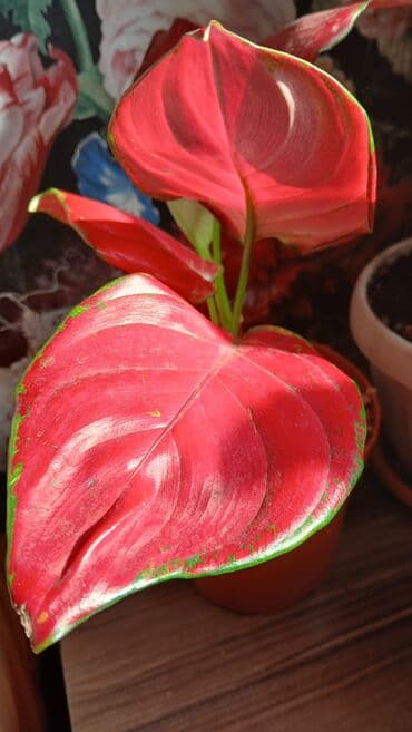 пияз цена бишкек: Продаю из личной коллекции отростки аглоанемы суксом . Для офиса и — 6