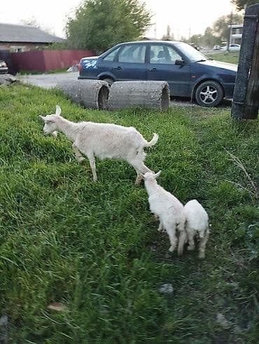 утки белые: Продаю | Коза (самка) | Зааненская | Для разведения | Племенные — 4