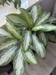 диффенбахия купить: Продаю в ассортименте цветы из личной коллекции. Все взрослые, мощная — 2