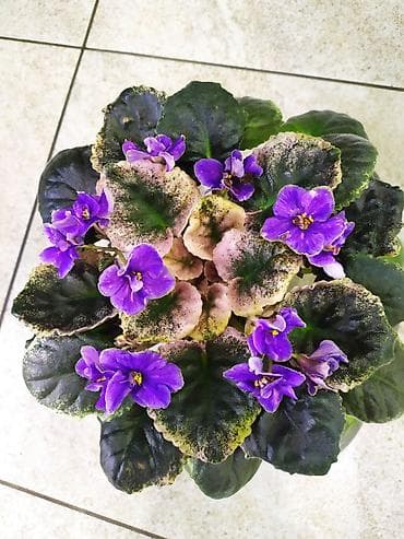 глоксиния: Продаются детки стандартных,миниатюрных и трейлерных фиалок. Детки — 2