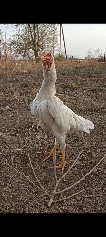 сколько стоит питбуль в бишкеке: Продаю | Куры | Бойцовая | Для разведения — 2