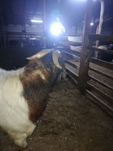 племенные коровы молочные купить: Продаю | Козёл (самец) — 3
