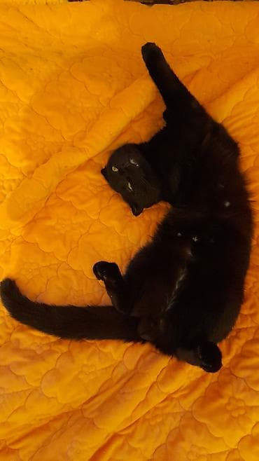 chi su: Кошка даром: Скотиш Страйт (Шотландская прямоухая), 2 года, Мальчик, Приучена к лотку — 3