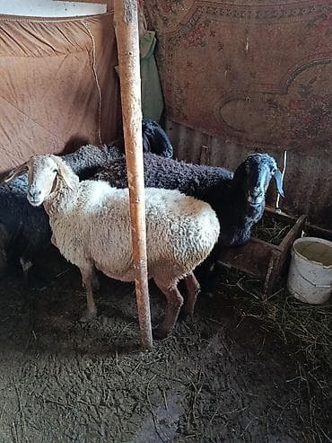 мейн кун кошки: Продаю | Овца (самка) | Романовская | Для разведения | Матка — 4