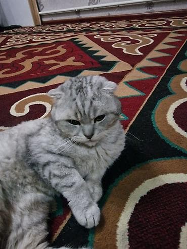 собака лабладор: Скотиш Фолд (Шотландская вислоухая), 2 года, Мальчик, Серебристая шиншилла, С прививками — 2